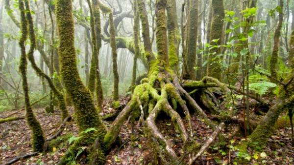Dia Internacional de los Bosques.