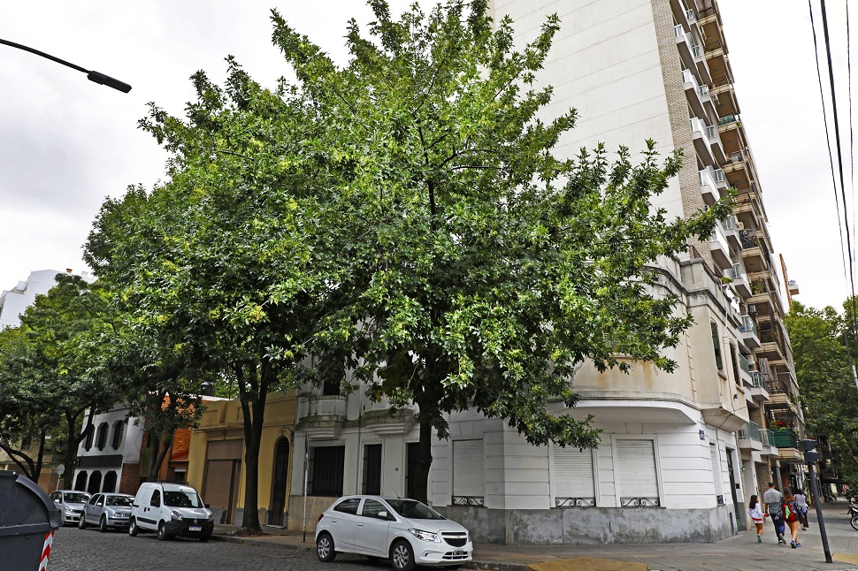 Hay más árboles en la Ciudad y sus copas cubren un 30% de la superficie  porteña | Buenos Aires Ciudad - Gobierno de la Ciudad Autónoma de Buenos  Aires