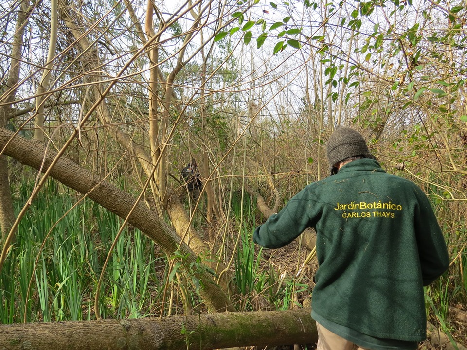 Restauración del Monte Blanco