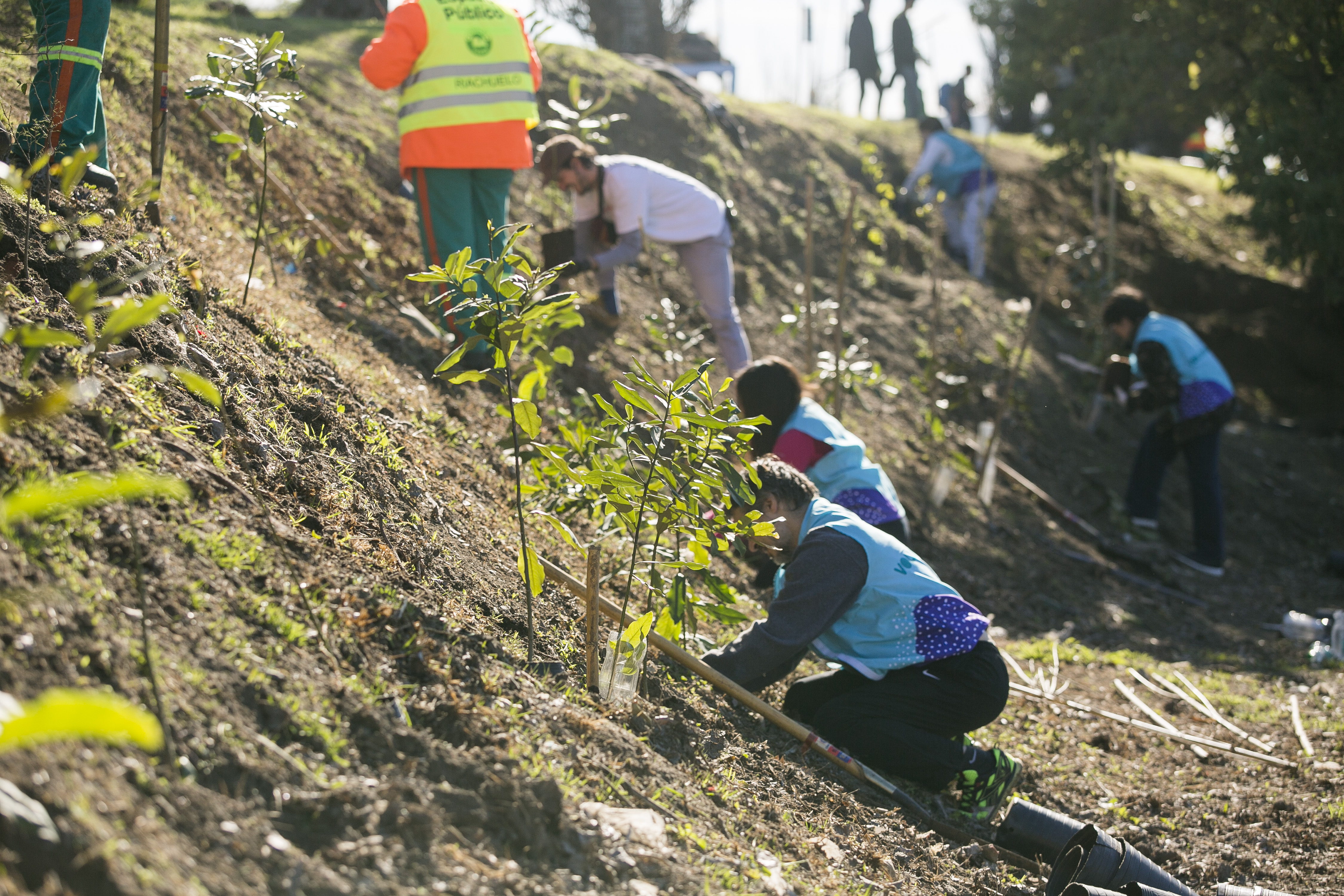 El Gobierno porteño plantó 1.000 árboles a la vera del Riachuelo