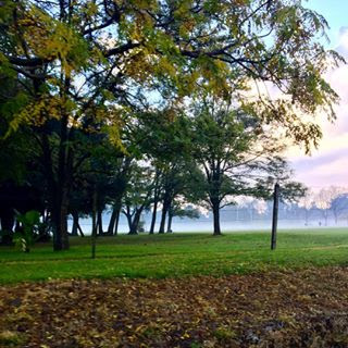 29 de Agosto Día Mundial del árbol