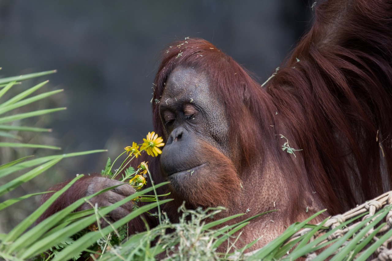 Sandra llegó a EE UU en excelentes condiciones y comenzó su período de cuarentena
