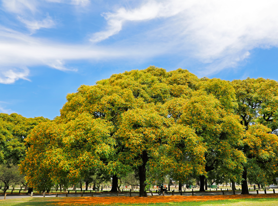 Flores amarillas en veredas y parques porteños | Buenos Aires Ciudad -  Gobierno de la Ciudad Autónoma de Buenos Aires