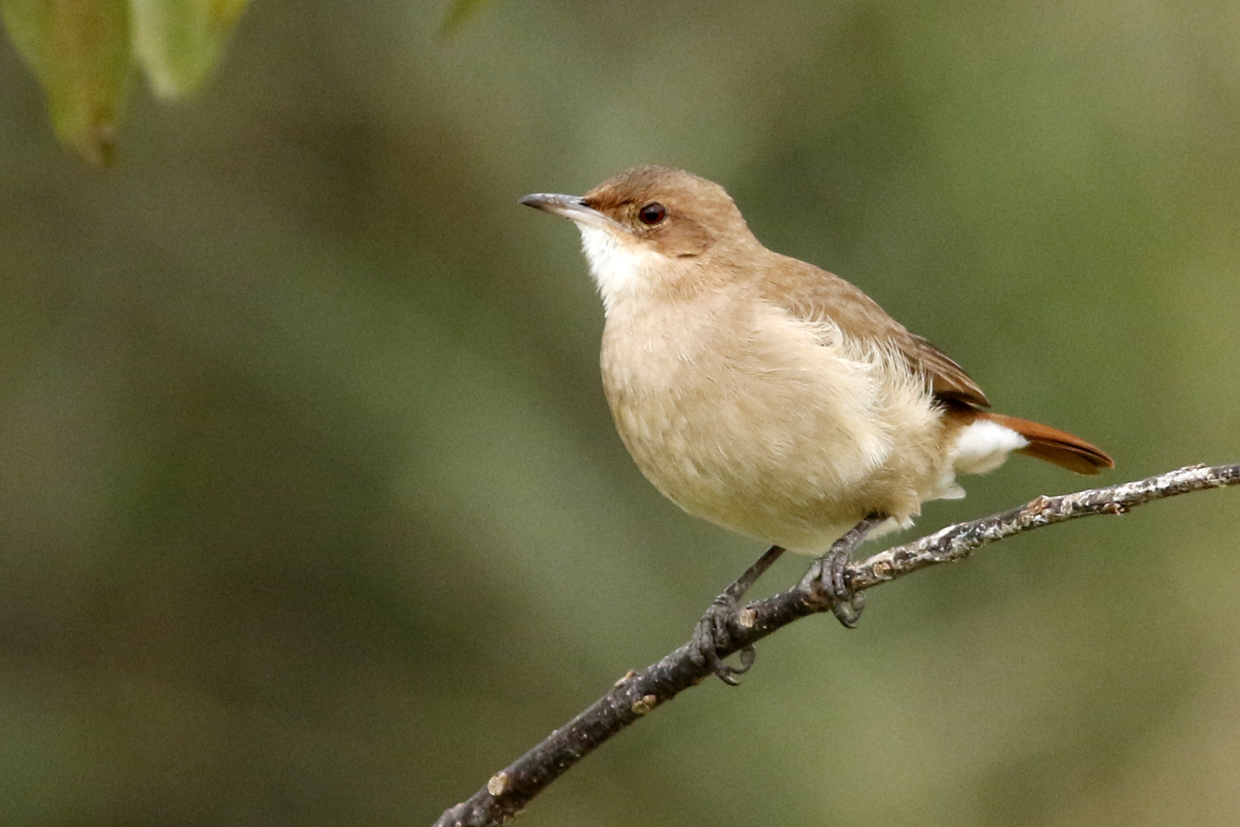Participá de la elección del Ave Emblema de la Ciudad