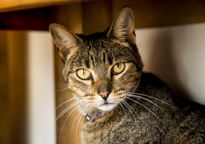 Coronavirus: recomendaciones sobre el cuidado de las mascotas