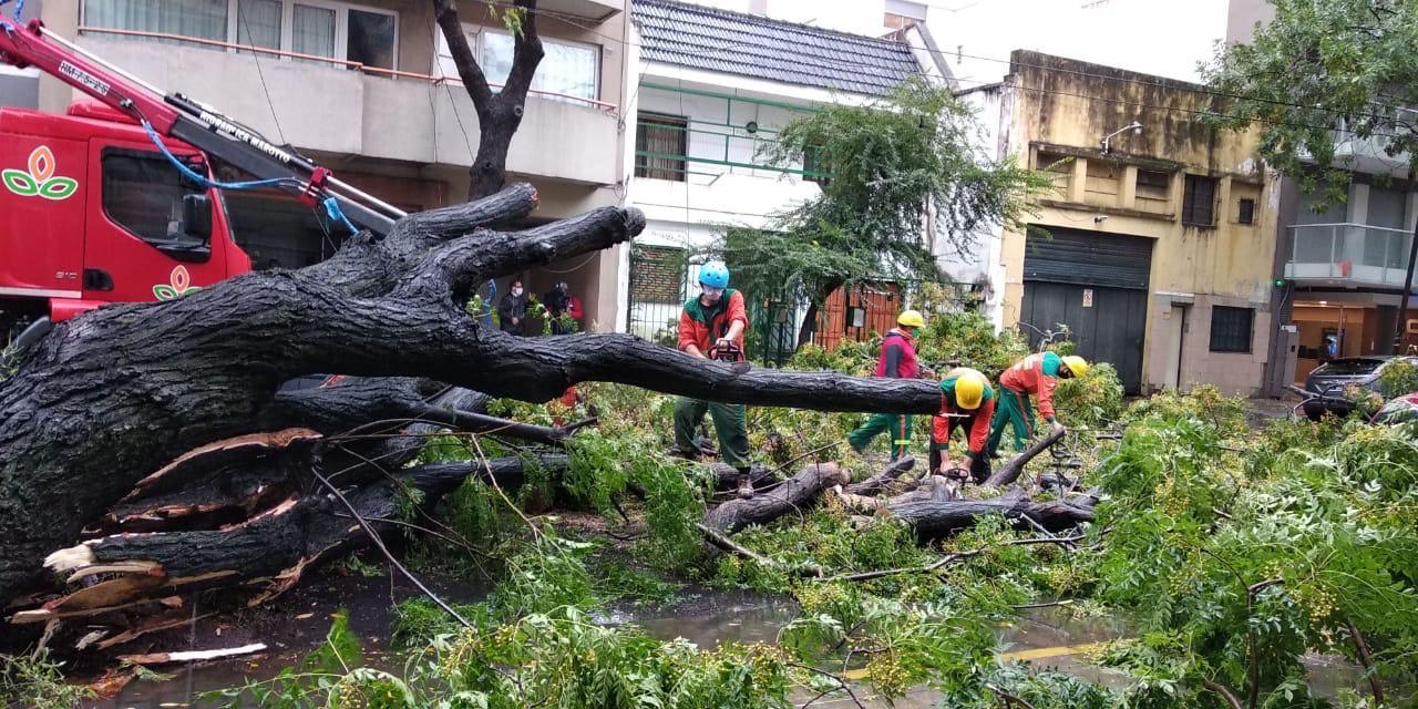 Las cuadrillas trabajan despejando calles por las ramas y árboles caídos