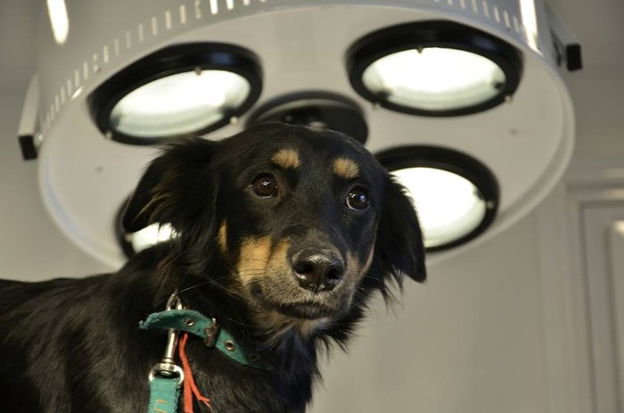 Los vecinos pueden ofrecerse para cuidar las mascotas de las personas con COVID-19