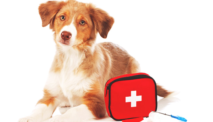 En la casa también hay que tener un botiquín de primeros auxilios para  mascotas