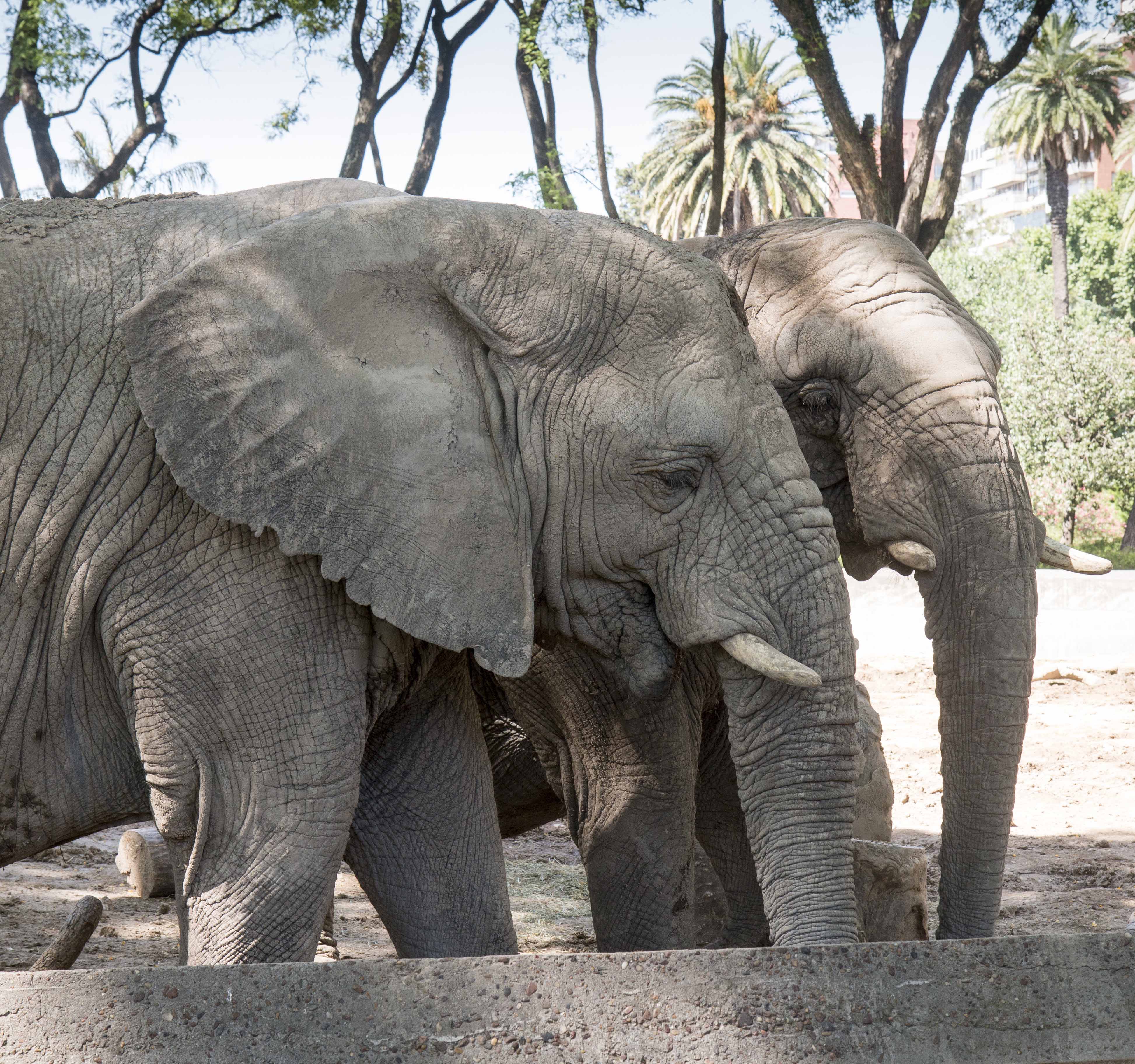Participaste de la despedida de las elefantas Kuky y Puky
