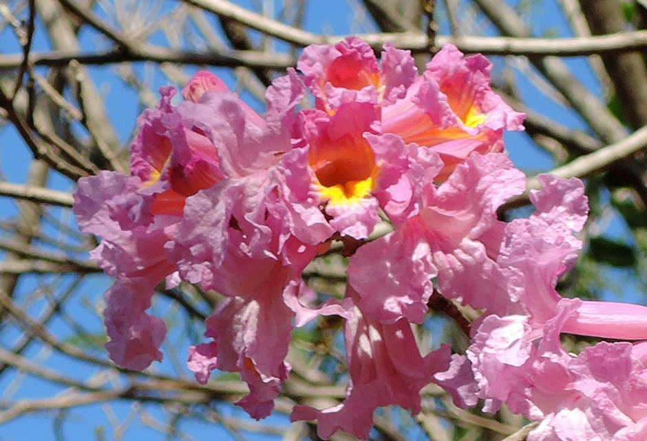 Floración de Lapachos