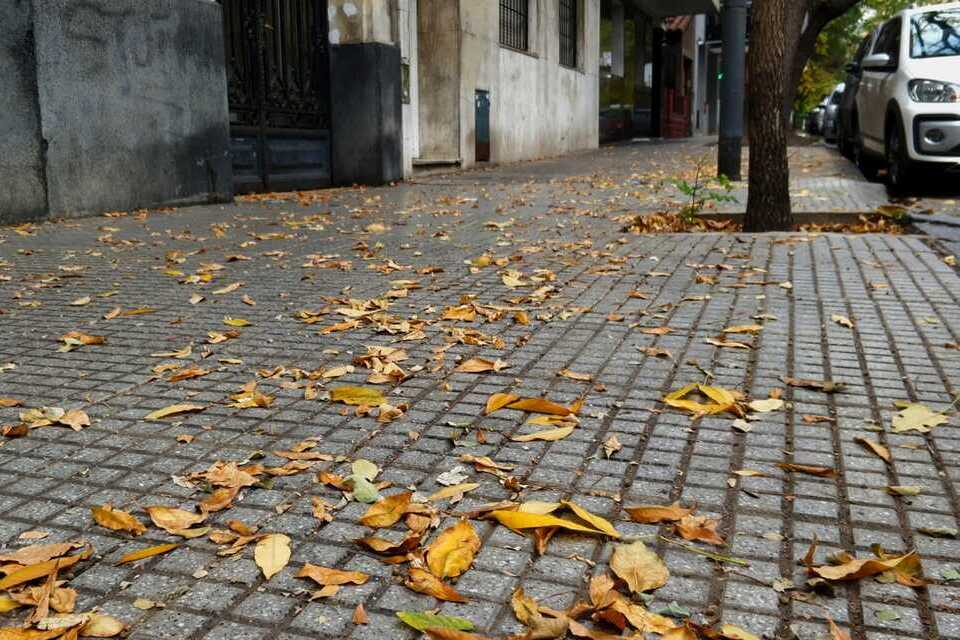 Senescencia foliar: los árboles pierden sus hojas | Buenos Aires Ciudad -  Gobierno de la Ciudad Autónoma de Buenos Aires