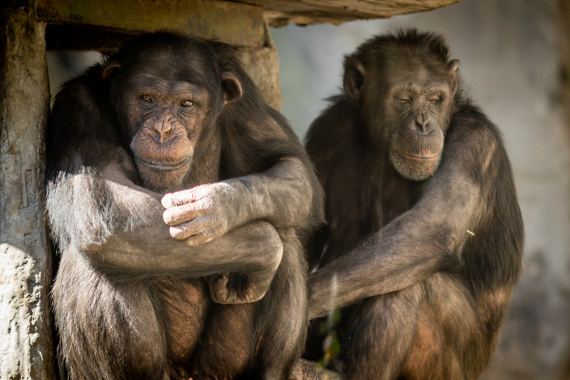 Dos chimpancés del Ecoparque serán trasladados a un santuario británico