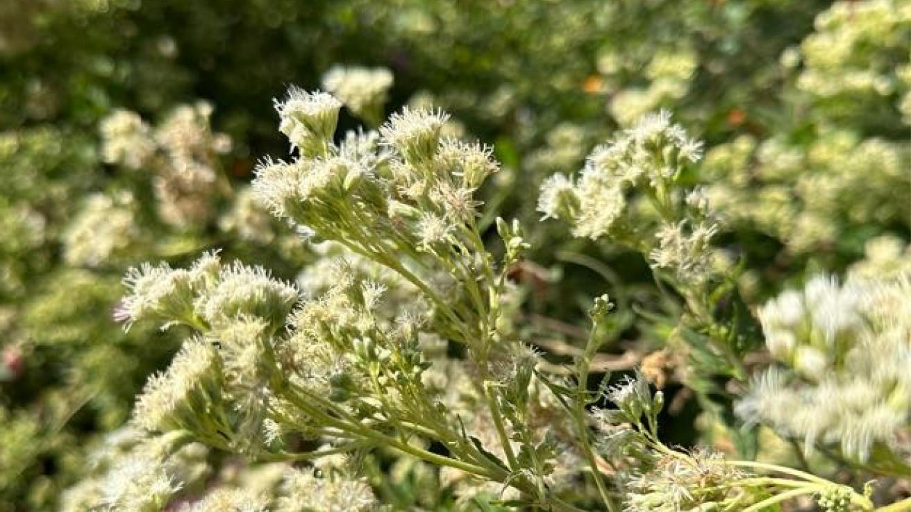 Chilca de olor o Mariposera