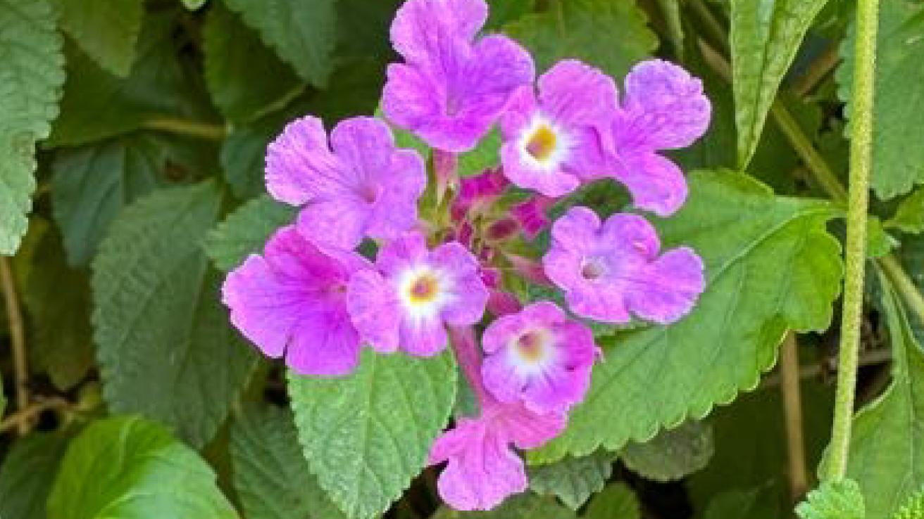 Lantana morada
