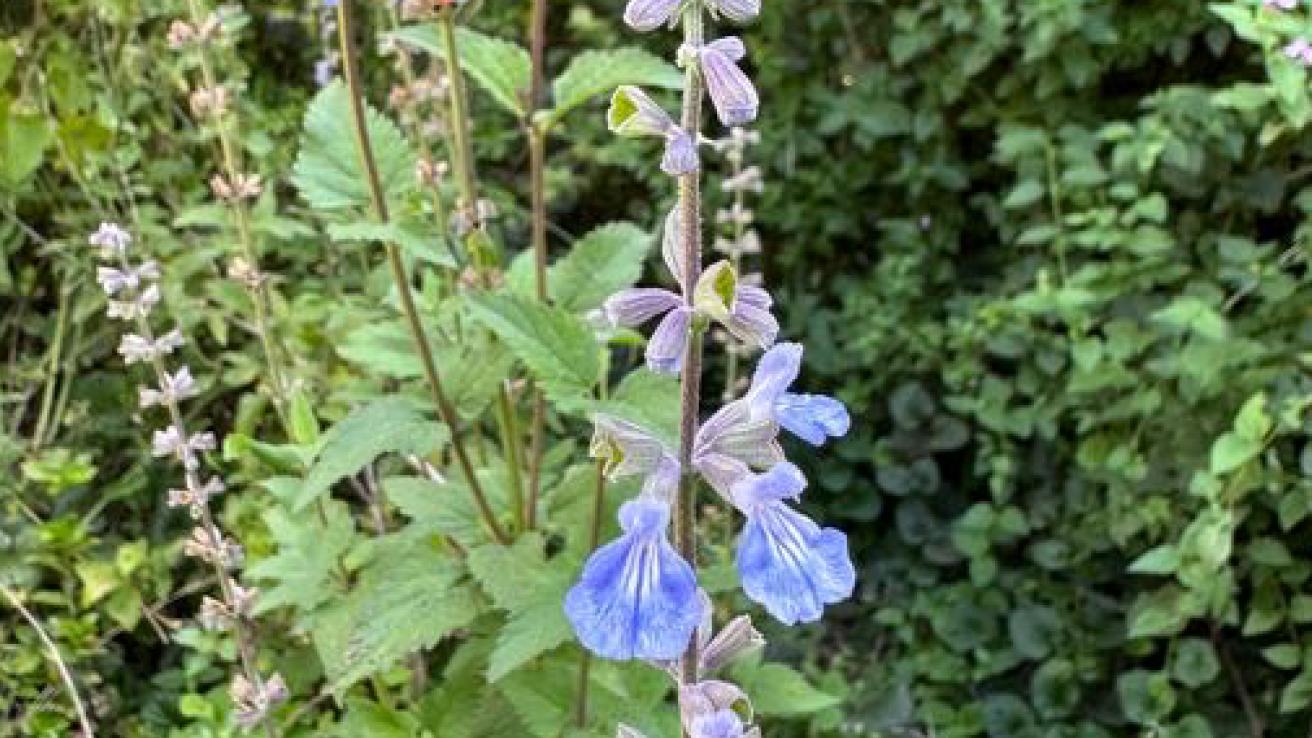 Salvia celeste