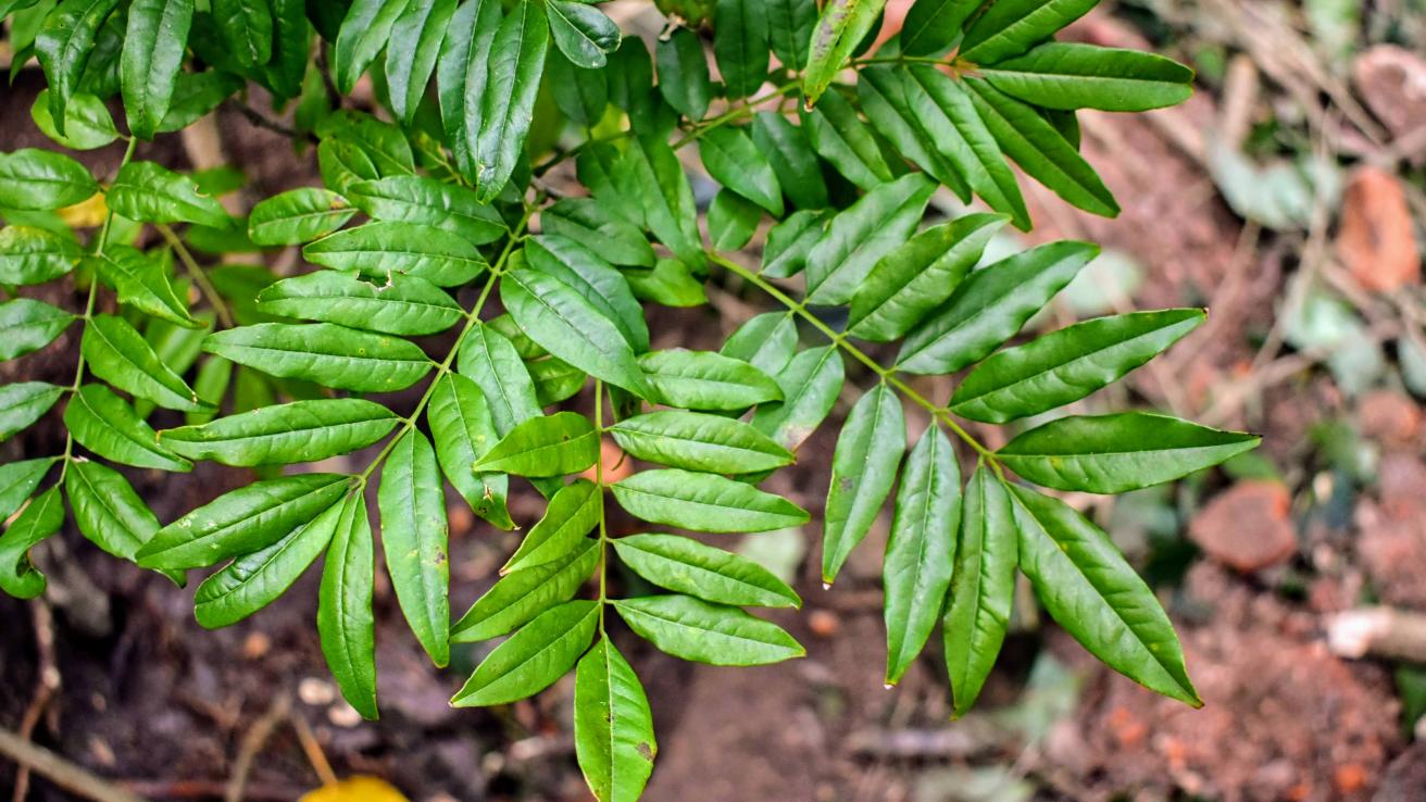 Bugre (Lonchocarpus nitidus).JPG