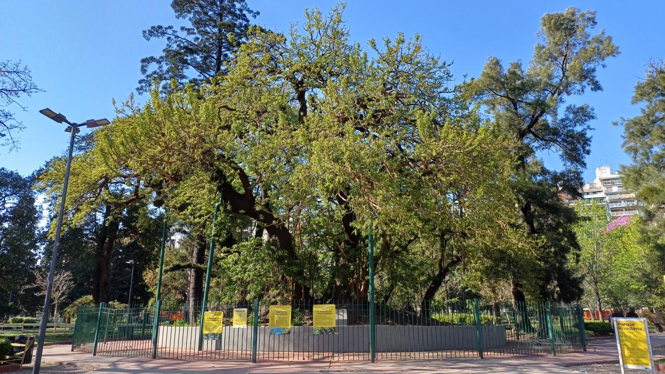 Ombú de los coleccionistas