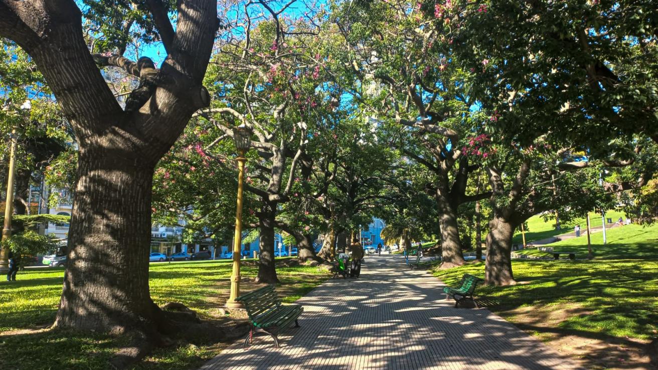 Palos borrachos Plaza San Martín
