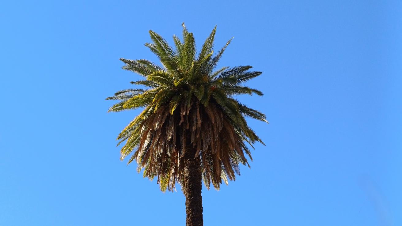 Palmera de Avellaneda
