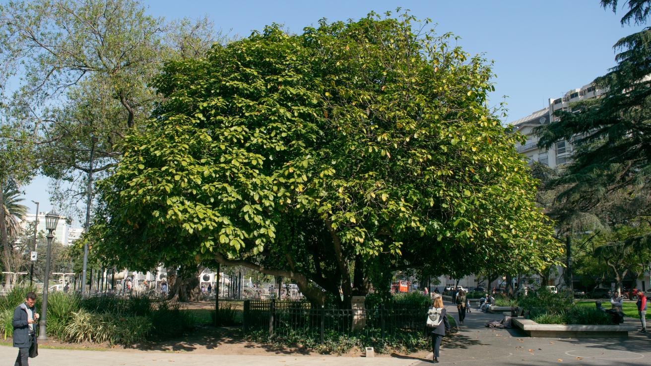Esterculia de Plaza Lavalle