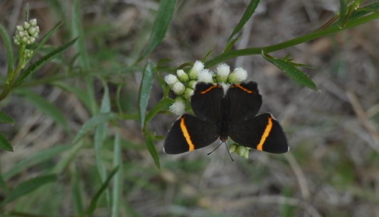Riodina lysioppoides en Baccharis glutinosa Res Termas Guaychú ER (E Haene) 2021-02-11_02 (1).JPG