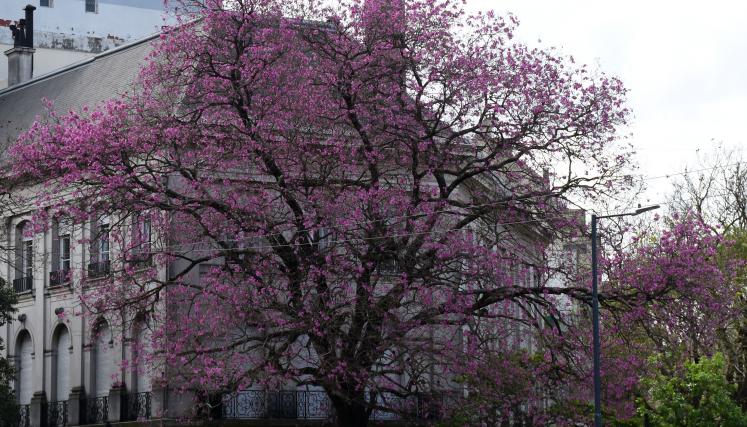 Floración de Lapacho rosado