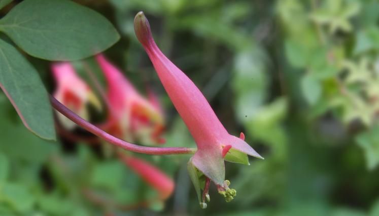 Flor de pitito - Tropaeolum pentaphyllum, Ciud Bs As (E Haene)_20100915_17.jpg