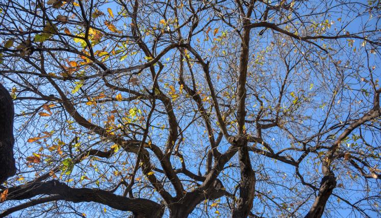 Foto de las ramas del Árbol de Guernica, Quercus robur, con sus hojas otoñales