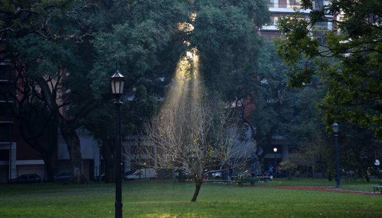 En la imagen se observa un árbol caducifolio (sin hojas) iluminado por un rayo de luz