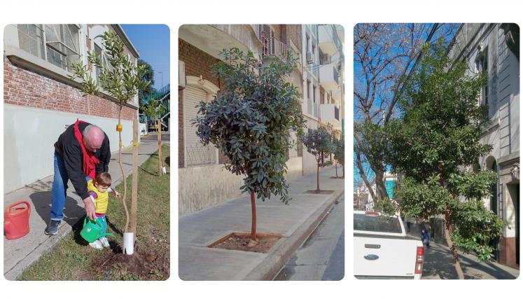 Se observan tres imágenes. Una de vecinos regando unos canelones recién plantados, y otro de alineaciones de canelón en la ciudad.