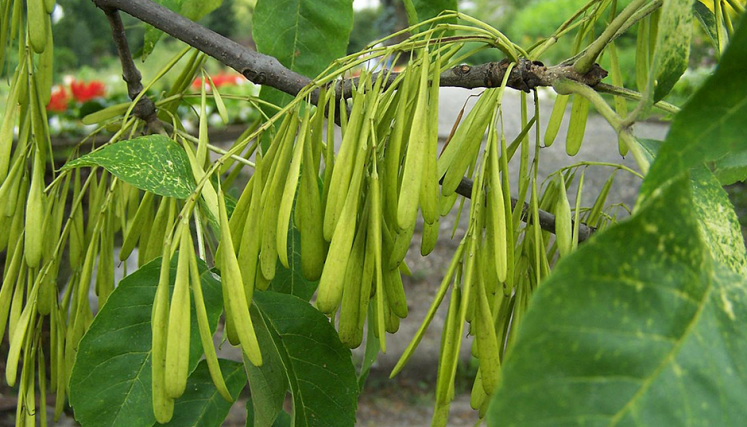 Frutos de Fraxinus sp