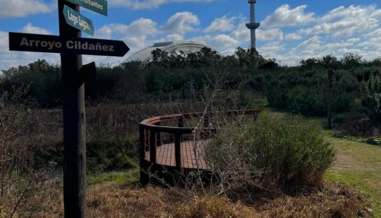 Voluntarios plantaron áboles mativos