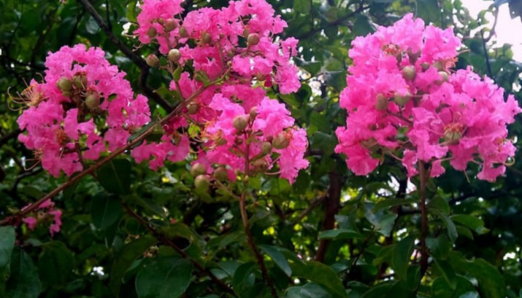 Flores de Lagerstroemia indica