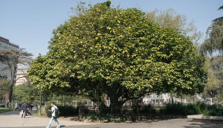 Esterculia Plaza Lavalle