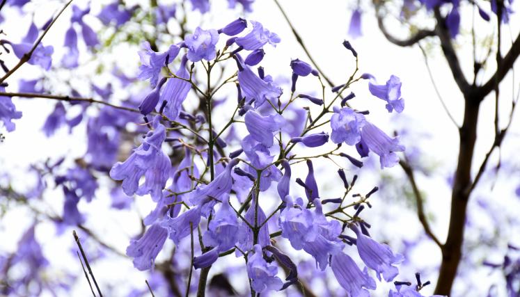 Jacaranda mimosifolia