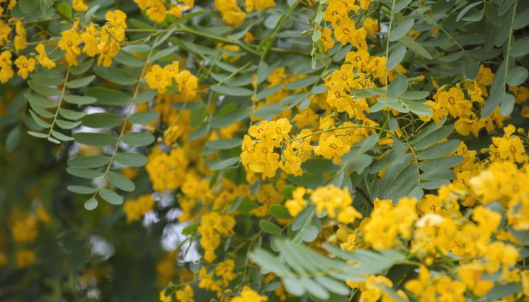 Flores de Tipuana tipu