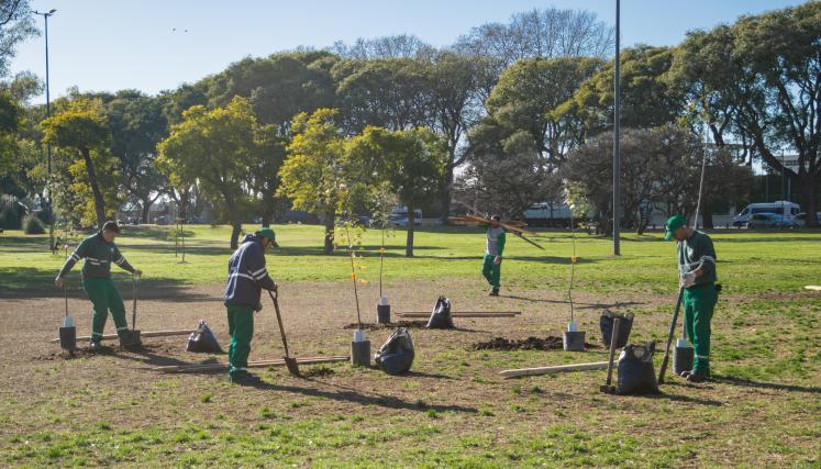 Imagen de la Plantación en el Parque San Benito