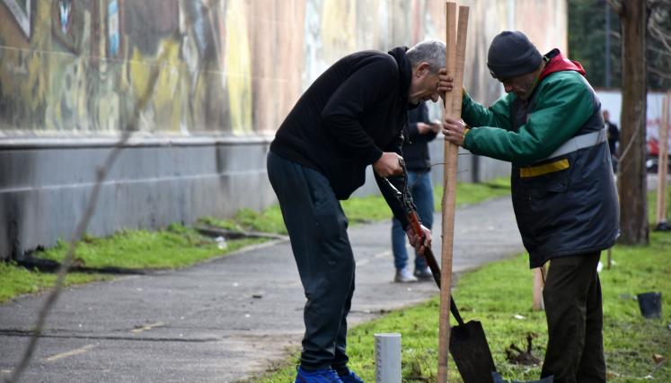 Imagen de la plantación en el paseo de la Chacarita