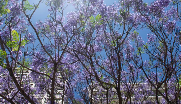 Jacarandás en la avenida Goyeneche