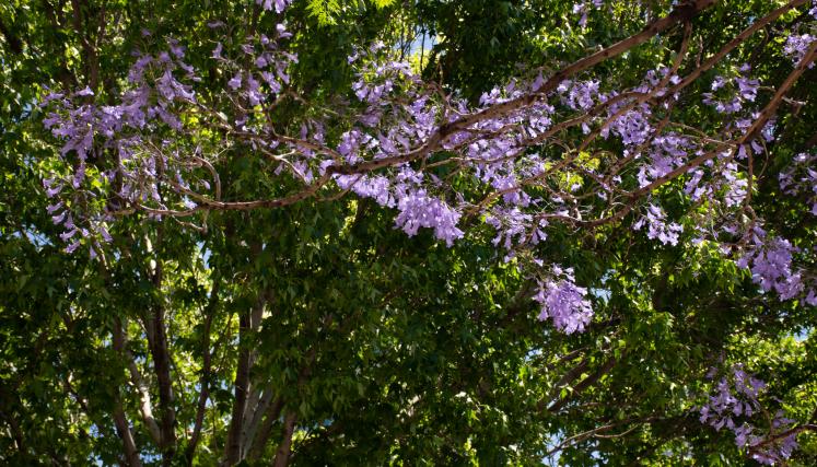 Jacarandás en la avenida Goyeneche