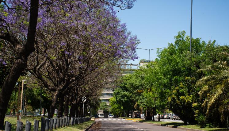 Jacarandás en la avenida Goyeneche