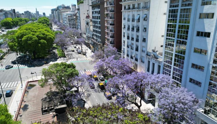 Floracioìn Jacaranda 1.jpeg