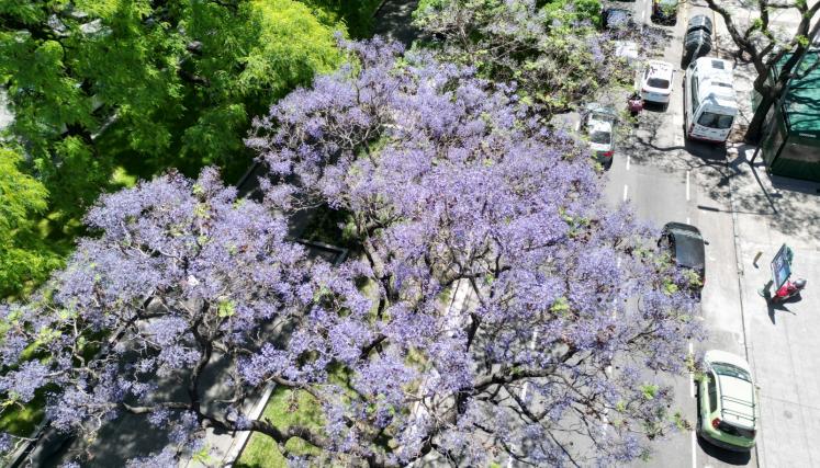 Floracioìn Jacaranda 5.jpeg