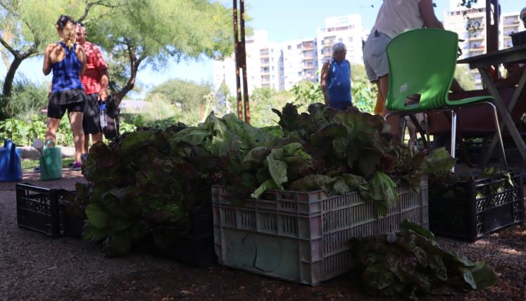 Voluntariado en CIFA