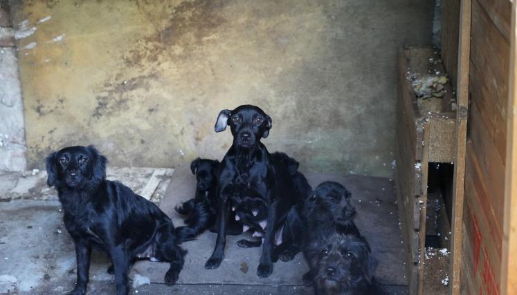 Operativo de maltrato animal