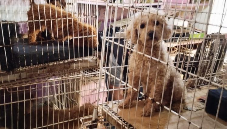 Operativo de maltrato animal