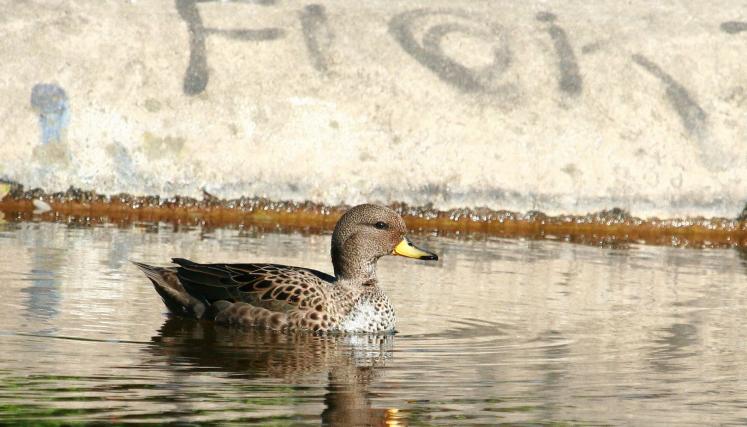 pato bañandose en caba