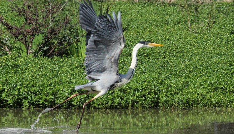 Ave en la Reserva Costanera Sur