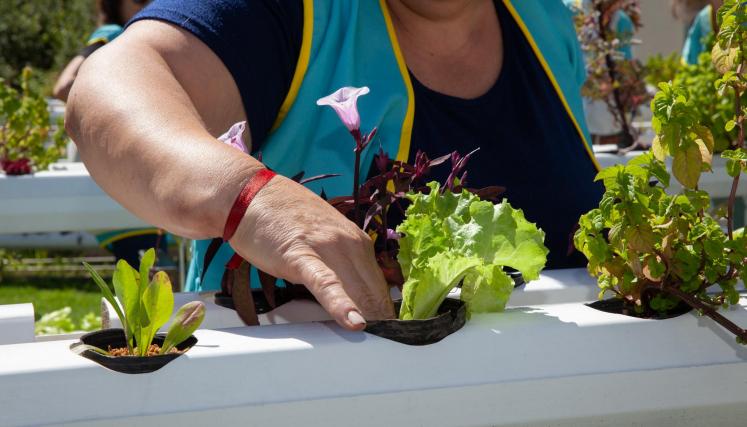 Voluntarios en la huerta hidropónica