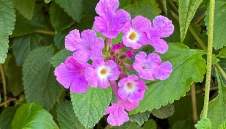 Lantana morada